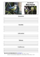 Steckbriefvorlage-Blaumeise-3.pdf